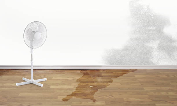 Best Water damage restoration near me  in Bokeelia, FL